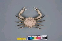 藏品(泡型長螯蟹)的圖片